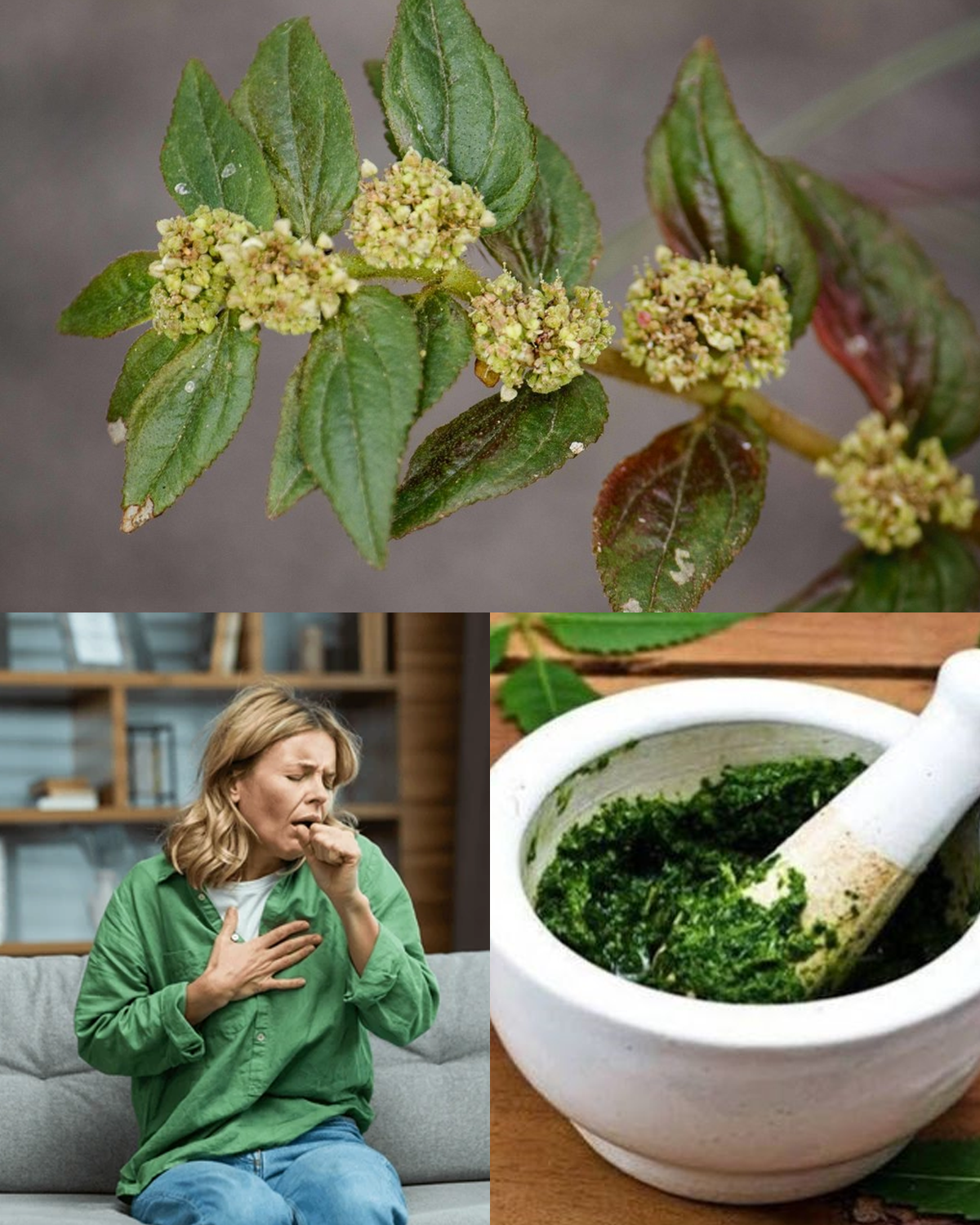 30 Incredible Benefits of Euphorbia Hirta (Asthma Plant) and How to Use It Safely