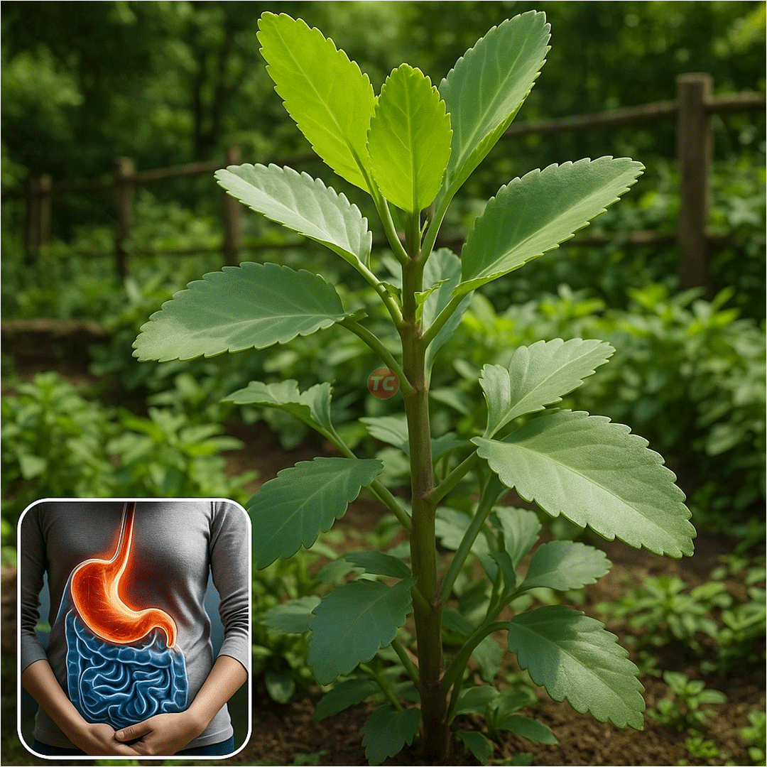 The “Miracle Leaf” Growing in Your Backyard Could Be the Health Treasure You Never Knew You Had