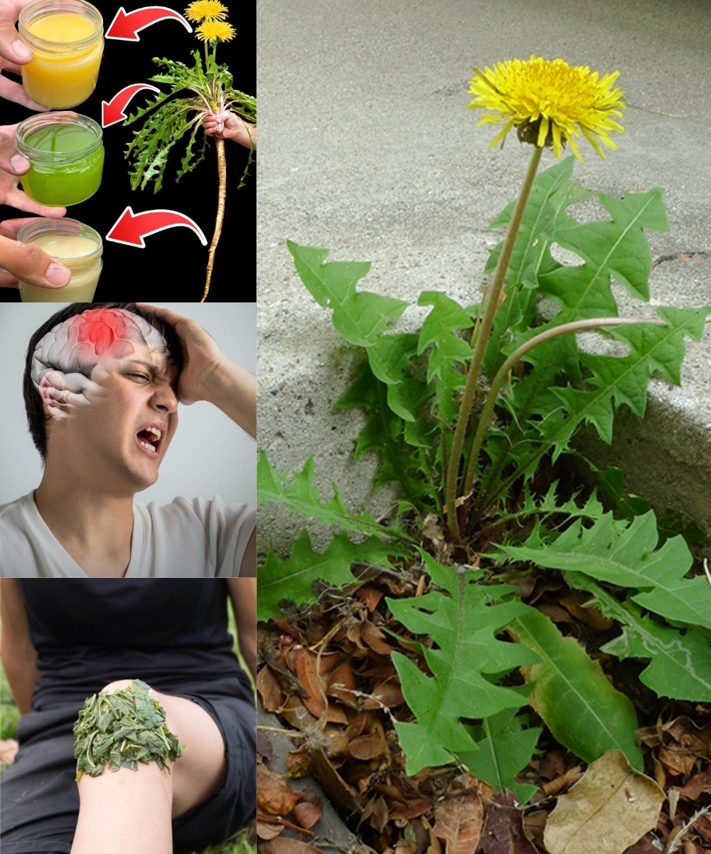 The Weed You’ve Been Pulling Might Be the Most Powerful Natural Medicine in Your Backyard