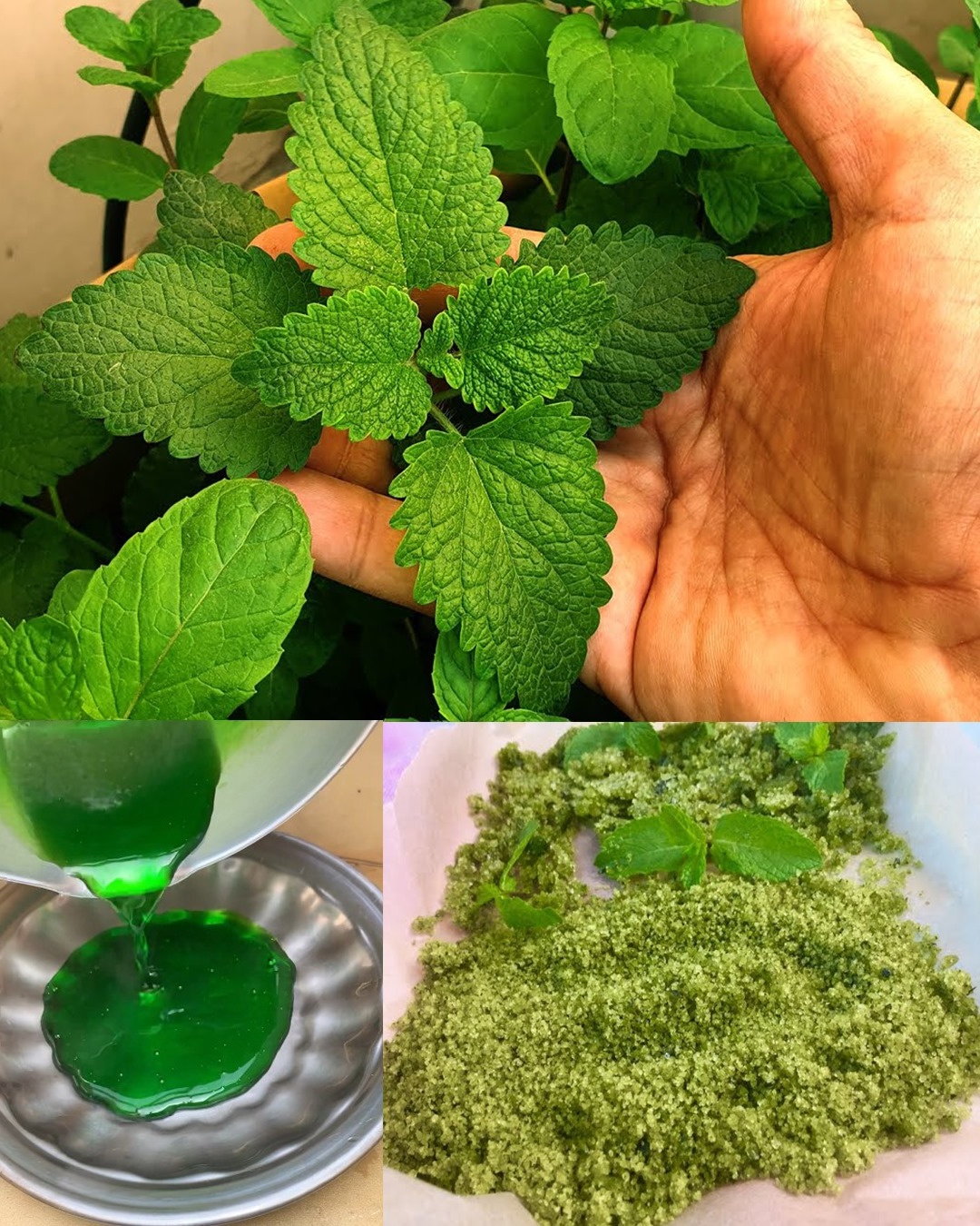 Discover the Hidden Health Gem in Your Yard: The Untold Power of Mint!