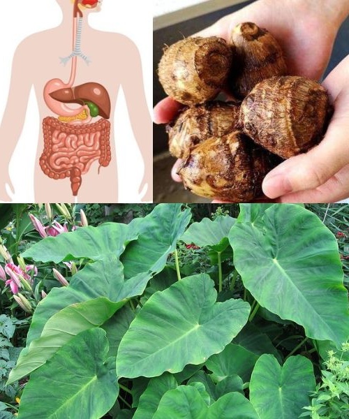 Taro Root: The Forgotten Superfood That Heals Your Gut from the Inside Out!