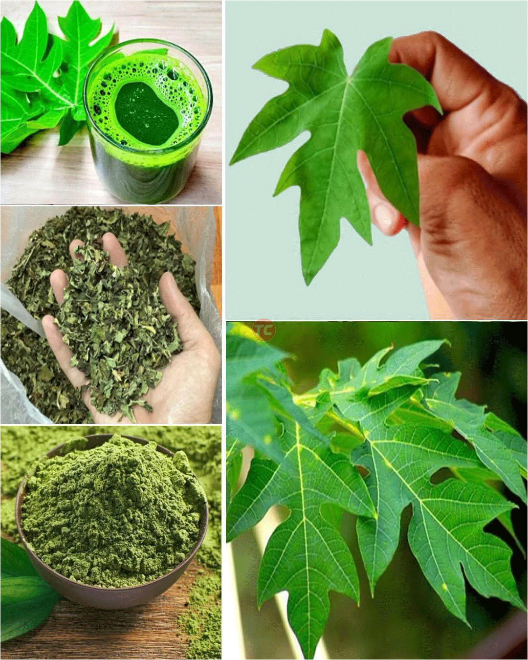 Papaya Leaves: The Powerful Healing Secret Hiding Behind Your Favorite Fruit!