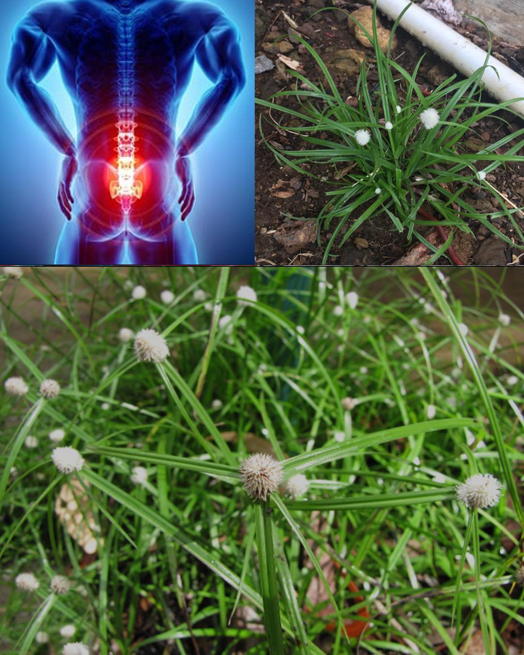 Kyllinga brevifolia (Rottb): Benefits and How to Use It